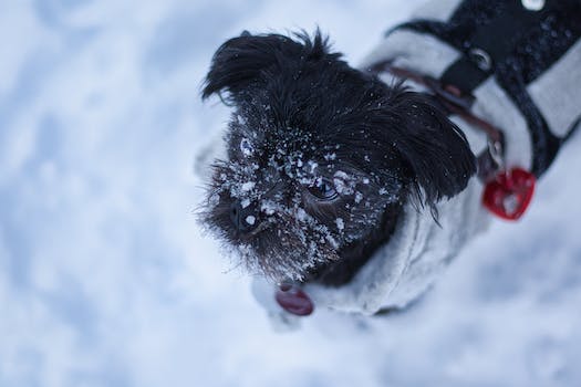 Defining characteristics of an Affenpinscher