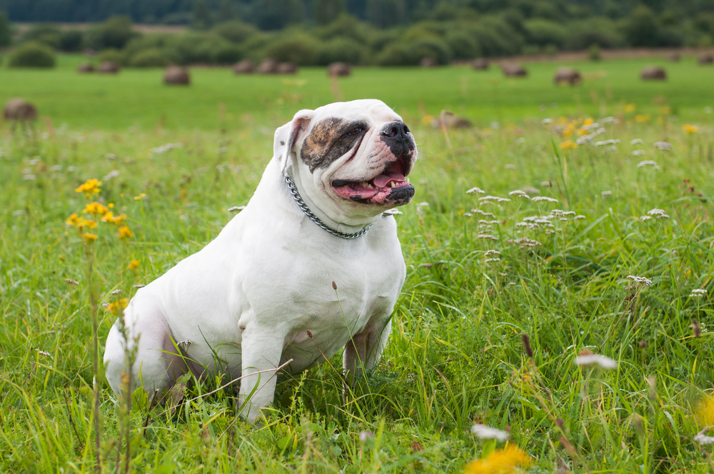 American Bulldog Breed Variations and Types - September 2023