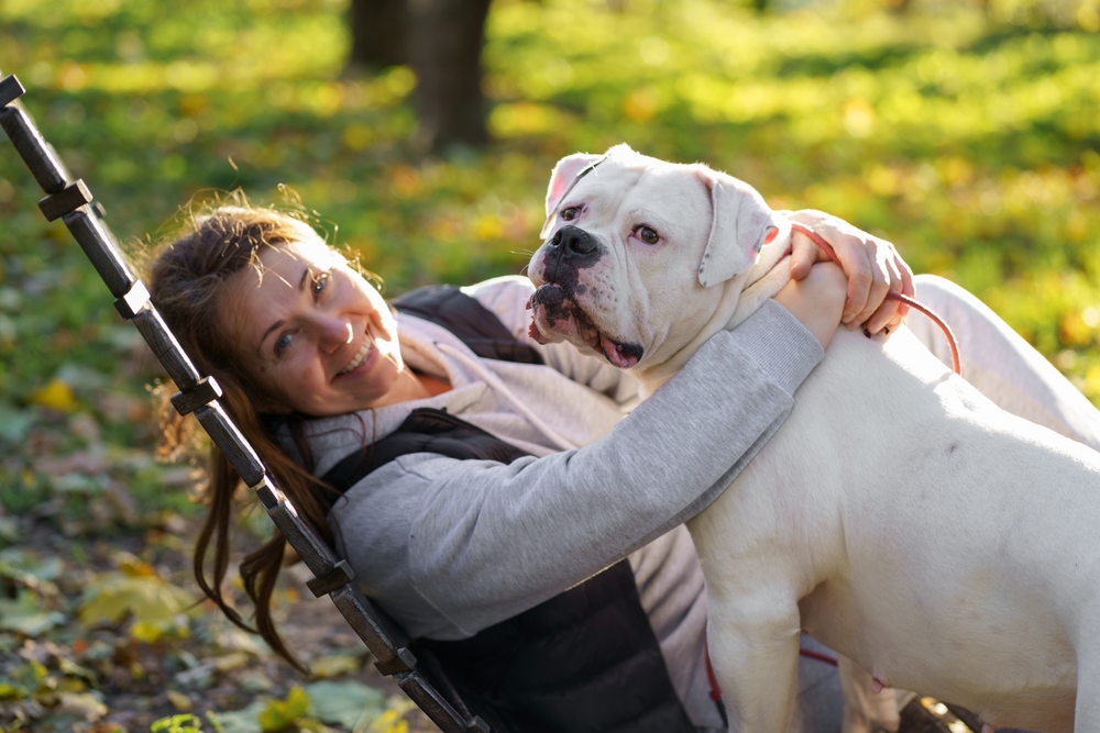 American Bulldog Puppies and Early Socialization - July 2024