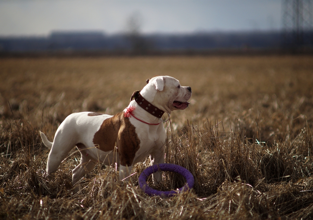 American Bulldog Dog Breed
