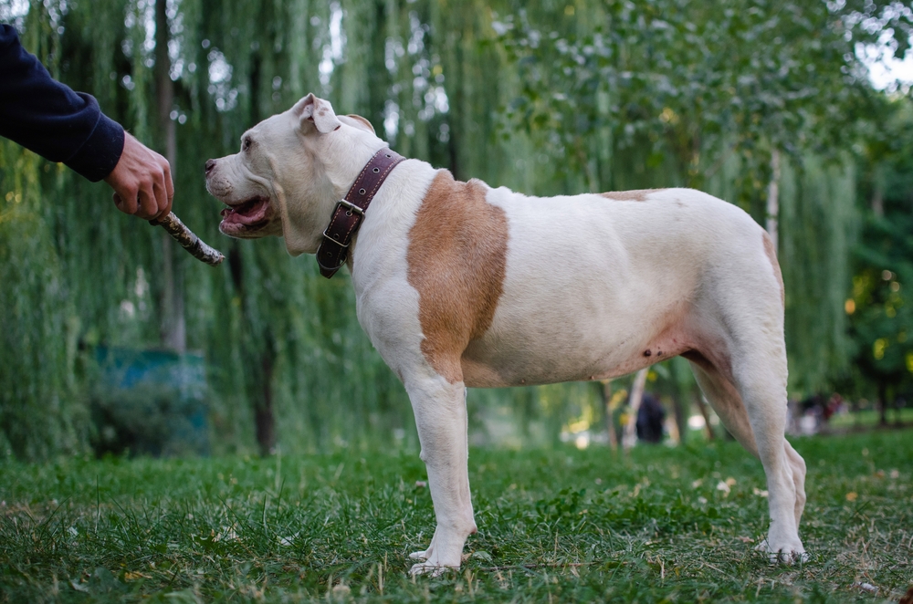 The Importance of Rescue and Adoption