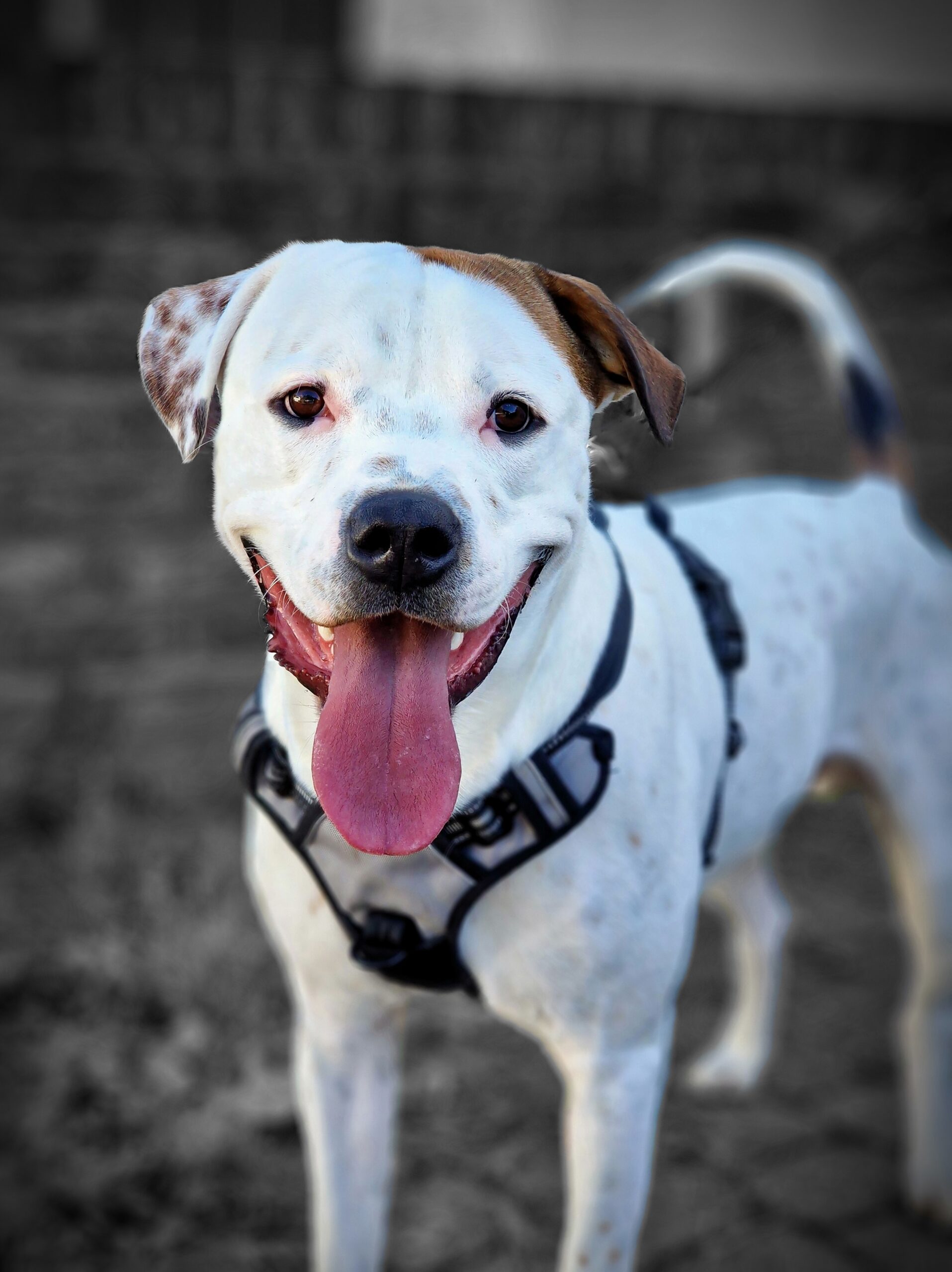 American Bulldog Exercise Routine