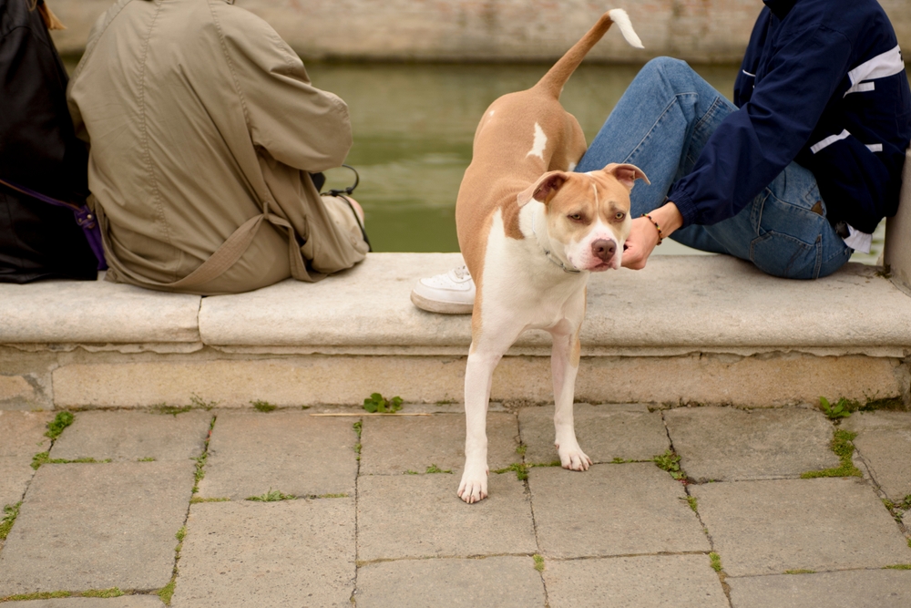 Understanding American Bulldogs